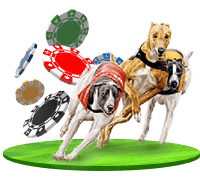 Greyhound Racing Betting Online in 2025 - Bet at Top Sites